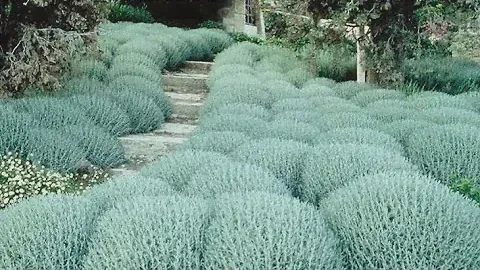 САНТОЛИНА В САДУ / ИДЕИ ДАЧНОГО ДИЗАЙНА / santolina in landscape design 💐💥