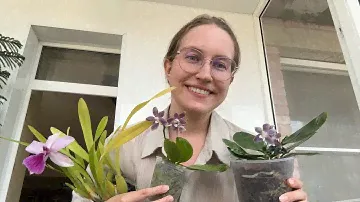 Первые фаленопсисы. Диковинки из Москвы или новинки в коллекции 🌿