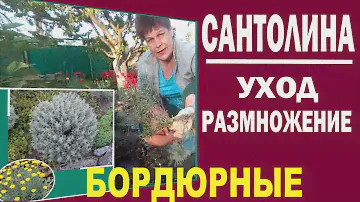 Бордюрные растения для сада Сантолина