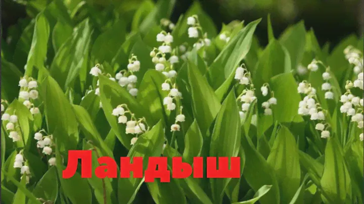 Ландыш!