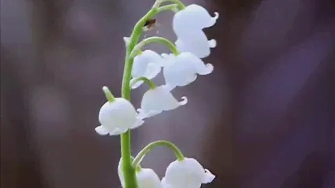 Ландыш майский