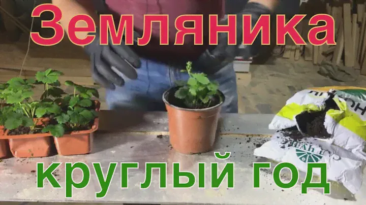 Земляника фреска круглый год. Какую землю выбрать, мульчирование