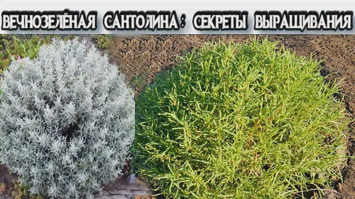 САНТОЛИНА - Посадка, Уход, Обрезка, Размножение - Как Ухаживать за Сантолиной - Сантолина Зимой