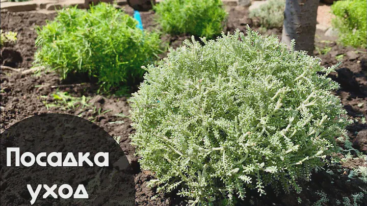 Посадка и Уход за САНТОЛИНОЙ Серебристой