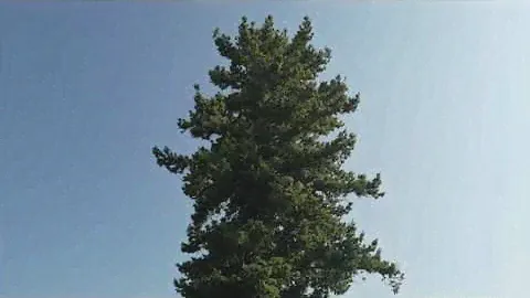 Дуглассия или Псевдотсуга Мензиса (Pseudotsuga menziesiiPseudotsuga menziesii).