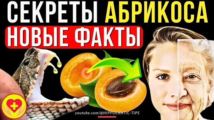 Абрикос Польза и Вред Свойства Секреты Омоложения Рецепт Противопоказания