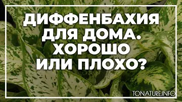 Диффенбахия для дома  хорошо или плохо? | toNature.Info