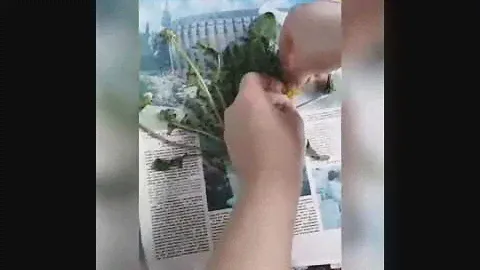 Кружок «Занимательная ботаника»