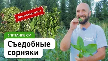 Пища, которая сама растёт у нас под ногами. Съедобные сорняки дикоросы #питание_см