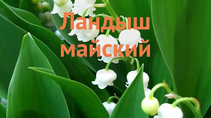 Ландыш обыкновенный (landysh-mayskiy) 🌿 обыкновенный ландыш обзор: как сажать, саженцы ландышы