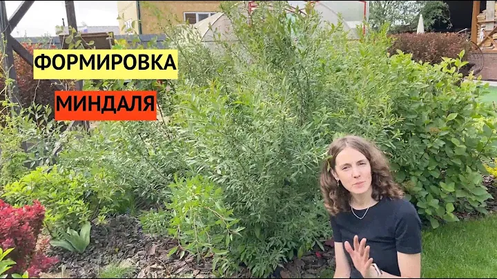 Как я ежегодно вырубаю и формирую МИНДАЛЬ