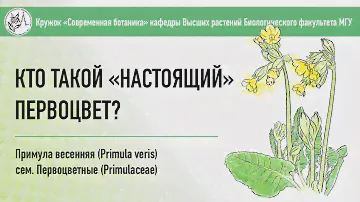 Первоцвет весенний