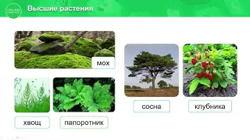 "Высшие растения", Биология 7 класс, Сивоглазов