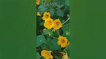 🌹ДОБРО ПОЖАЛОВАТЬ на ЭКОКАНАЛ 🍏🌸 добра и любви 💚👏УЛЫБНИСЬ И ЛАЙК 🌹 ПОДПИШИСЬ #love #nature #vivaldi