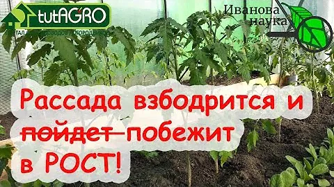 ВИТАМИНКИ ДЛЯ ТОМАТОВ, ПЕРЦЕВ, ОГУРЦОВ и КАПУСТЫ. Полейте растения раствором и они ПОБЕГУТ в РОСТ!
