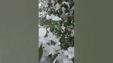 яблоня в цвету🌸🌸🌸точнее ранетка#сибирь#май