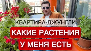 КВАРТИРА-ДЖУНГЛИ 3. КАКИЕ РАСТЕНИЯ У МЕНЯ ЕСТЬ. ВЛОГ.